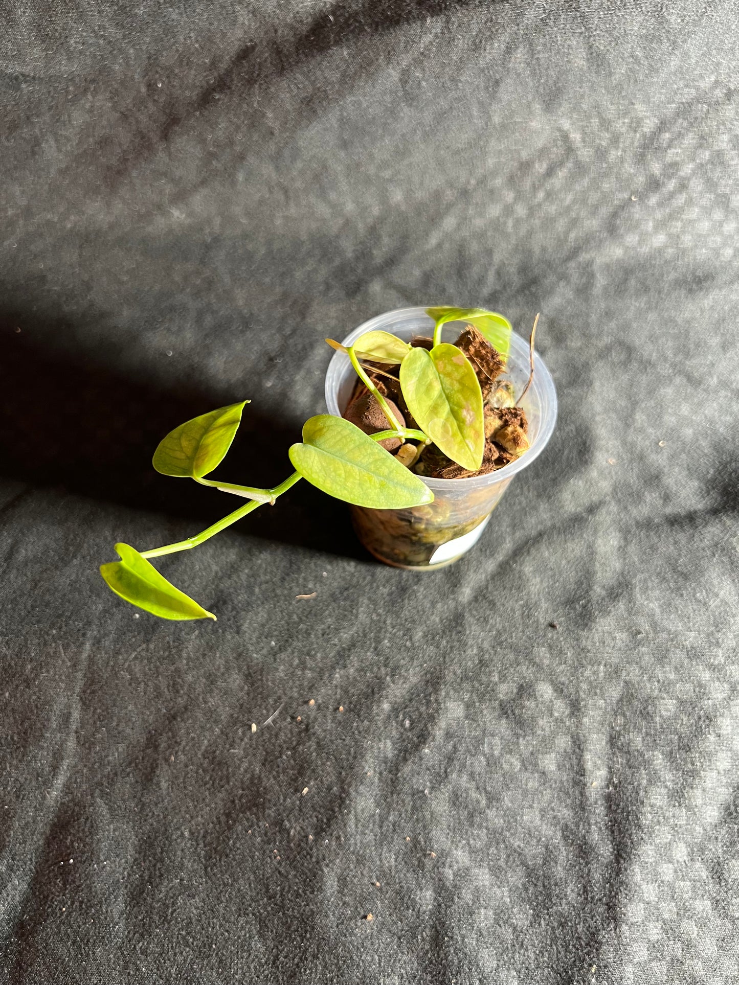 2” Cebu Pothos