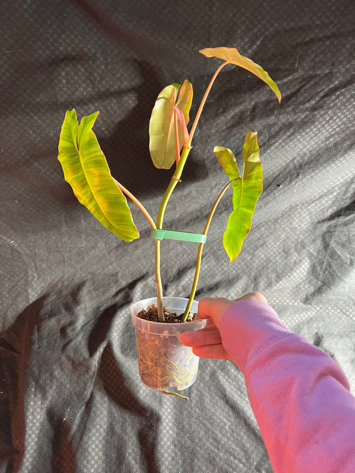 4” Philodendron Paraiso Verde