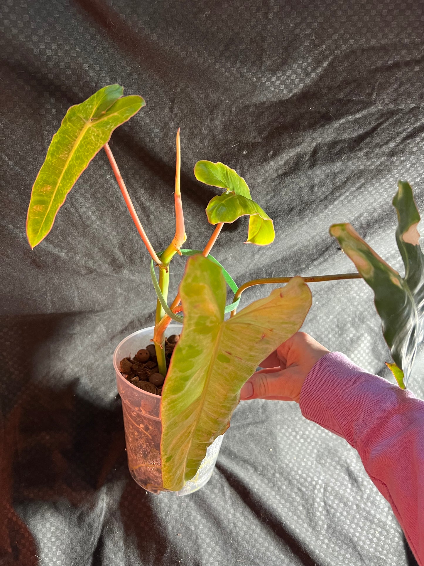 6” Philodendron Paraiso Verdr