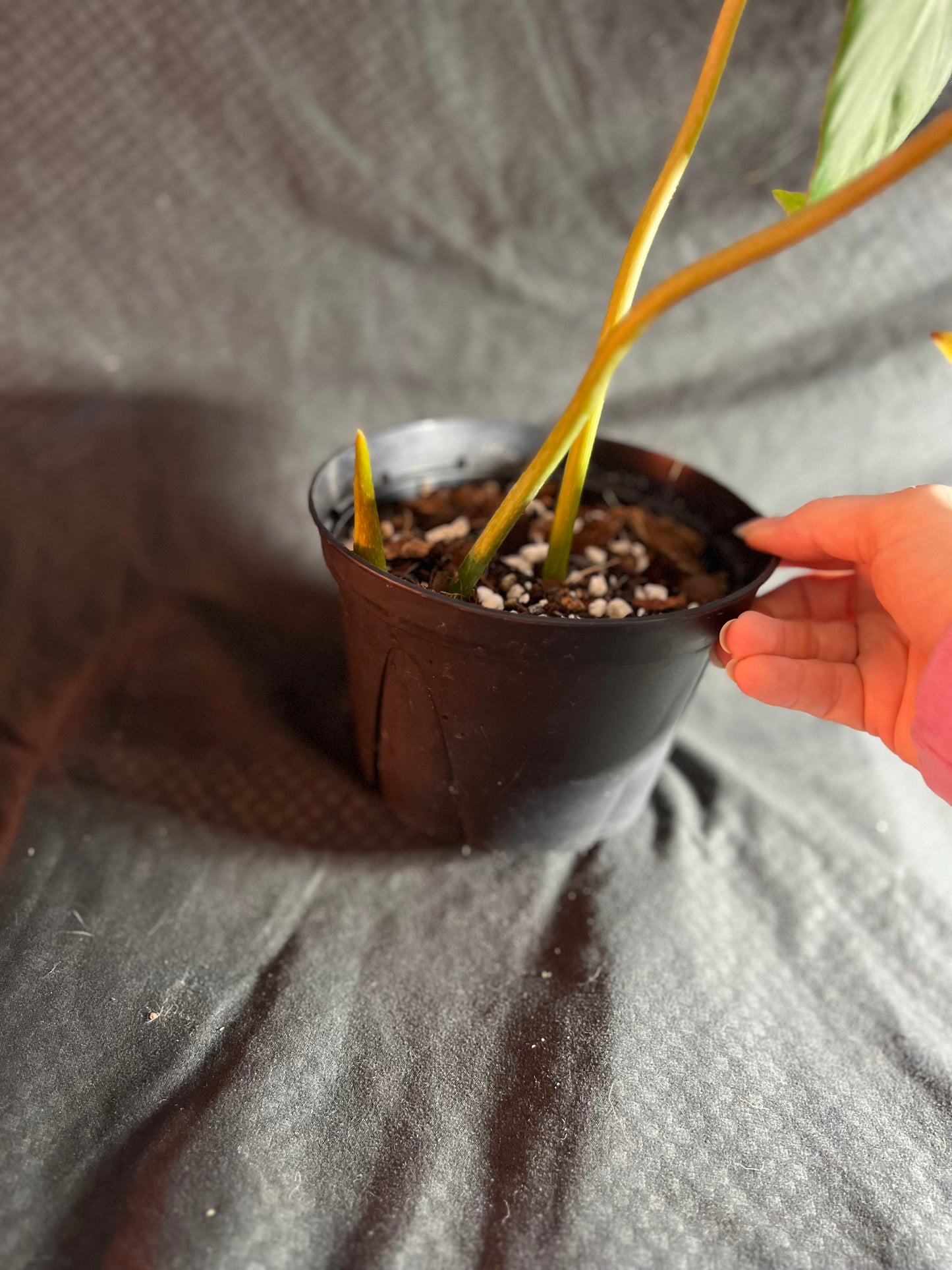 6” Philodendron Dean McDowell