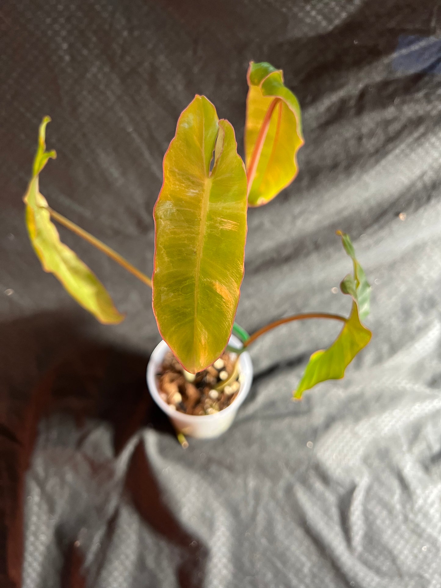 4” Philodendron Paraiso Verde