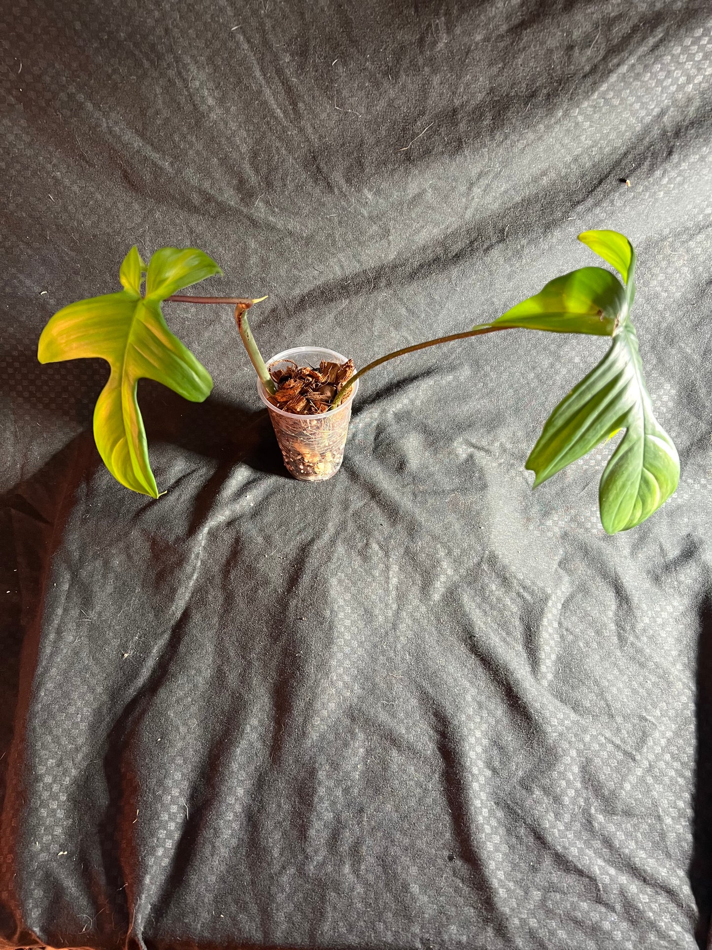 4” Philodendron Florida Green