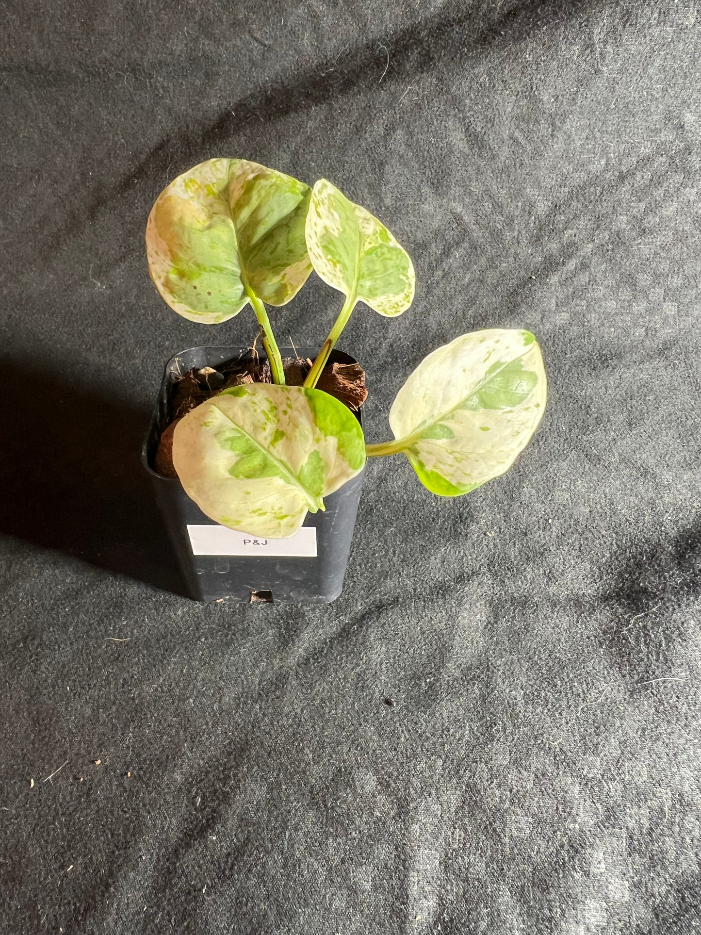 2” Pearl & Jade Pothos